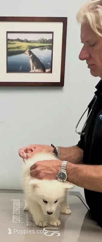 Blue – Samoyed puppy for sale in Severna Park, MD