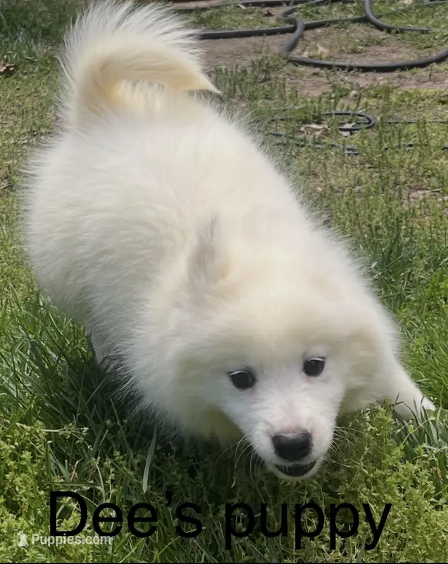 Blue – Samoyed puppy for sale in Severna Park, MD