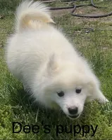 Blue, a male Samoyed for sale in Severna Park, MD – 1 of 10