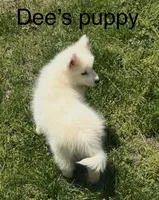 Blue, a male Samoyed for sale in Severna Park, MD – 5 of 10