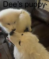 Blue, a male Samoyed for sale in Severna Park, MD – 7 of 10