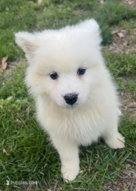 Purple  – Samoyed puppy for sale in Severna Park, MD