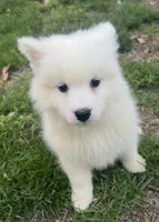 Purple , a male Samoyed for sale in Severna Park, MD – Photo 1 of 5