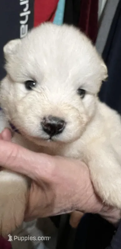 Purple  – Samoyed puppy for sale in Severna Park, MD