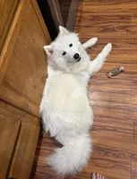 Purple , a male Samoyed for sale in Severna Park, MD – Photo 3 of 4