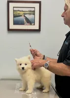 Purple , a male Samoyed for sale in Severna Park, MD – Photo 3 of 5