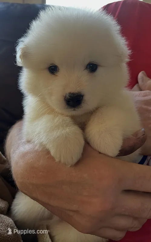 Purple  – Samoyed puppy for sale in Severna Park, MD