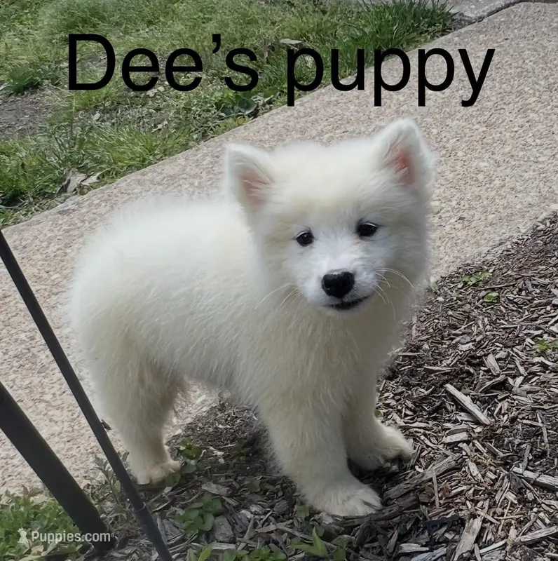Purple  – Samoyed puppy for sale in Severna Park, MD