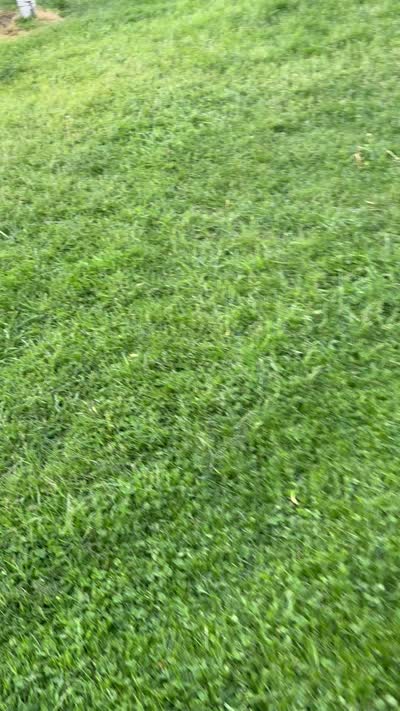 Fluffy, a male Goldendoodle and Golden Retriever for sale in Imlay City, MI – 2 of 2