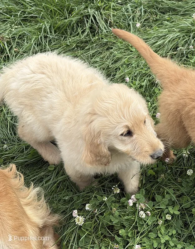 Cooper – Goldendoodle puppy for sale in Imlay City, MI