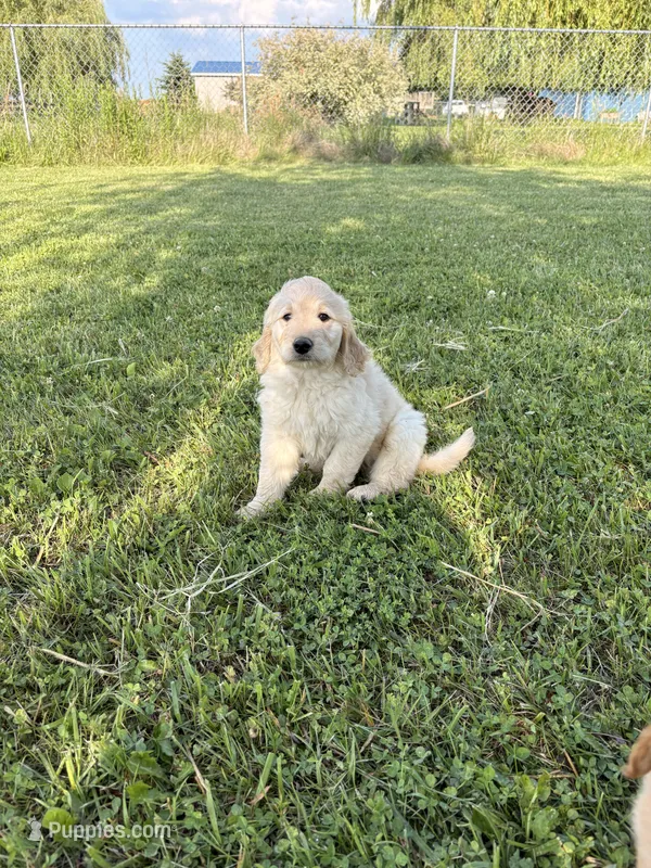Dani – Goldendoodle puppy for sale in Imlay City, MI