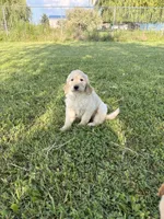 Dani, a male Goldendoodle for sale in Imlay City, MI – 1 of 5
