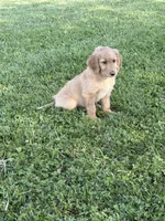 Alex, a male Goldendoodle for sale in Imlay City, MI – 3 of 5