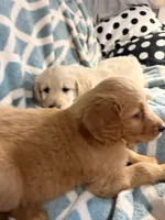 Marc , a male Goldendoodle and Golden Retriever for sale in Imlay City, MI – 2 of 2