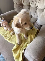 Goldie, a female Golden Retriever and Miniature Goldendoodle for sale in Imlay City, MI – 2 of 3