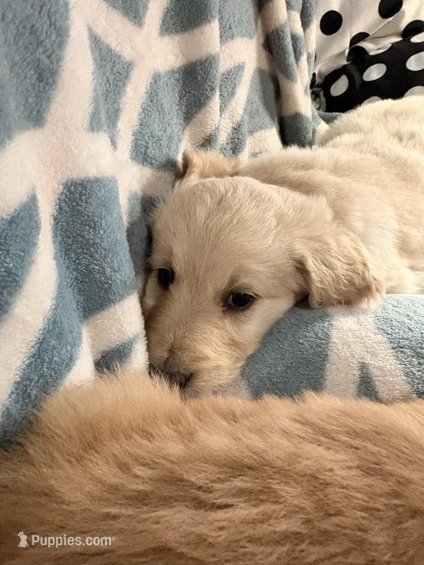 Charlie  – Goldendoodle, Golden Retriever puppy for sale in Imlay City, MI