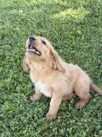 Alex, a male Goldendoodle for sale in Imlay City, MI – 2 of 5