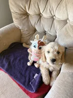 Lady, a female Goldendoodle and Golden Retriever for sale in Imlay City, MI – 1 of 6