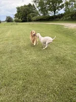 Dani, a male Goldendoodle for sale in Imlay City, MI – 5 of 5