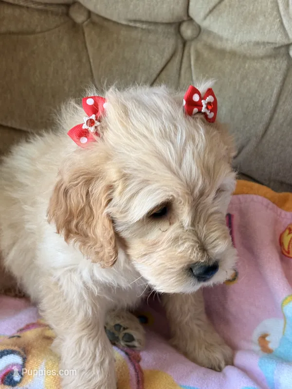 Puppy – Goldendoodle, Golden Retriever puppy for sale in Imlay City, MI