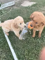 Bongo, a male Golden Retriever for sale in Imlay City, MI – 2 of 4