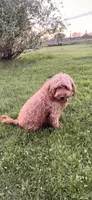 Mr Green , a male Goldendoodle for sale in Imlay City, MI – 2 of 3