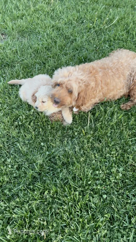 MeMe – Goldendoodle puppy for sale in Imlay City, MI