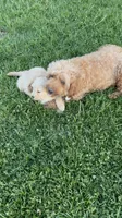 MeMe, a female Goldendoodle for sale in Imlay City, MI – 1 of 2