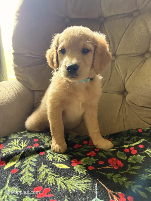 Bluey – Goldendoodle, Golden Retriever puppy for sale in Imlay City, MI