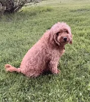Goldie, a female Golden Retriever and Miniature Goldendoodle for sale in Imlay City, MI – 3 of 3