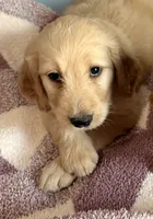 Lady, a female Goldendoodle and Golden Retriever for sale in Imlay City, MI – 1 of 1