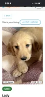 Lady , a female Goldendoodle and Golden Retriever for sale in Imlay City, MI – 1 of 2