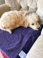 Lady, a female Goldendoodle and Golden Retriever for sale in Imlay City, MI – 6 of 6