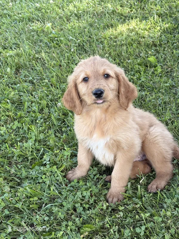 Alex, a male Goldendoodle for sale in Imlay City, MI – 1 of 5