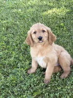 Alex, a male Goldendoodle for sale in Imlay City, MI – 1 of 5