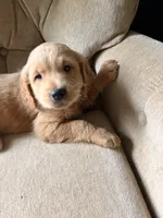 Mr Green , a male Goldendoodle for sale in Imlay City, MI – 3 of 3