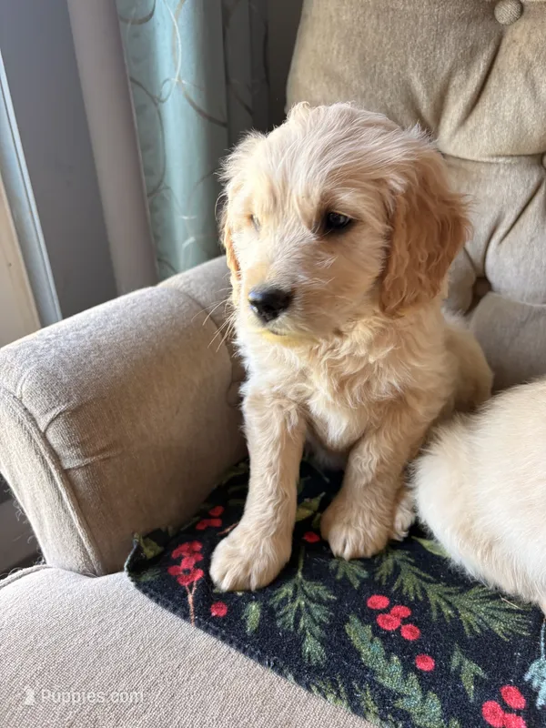 Fluffy – Goldendoodle, Golden Retriever puppy for sale in Imlay City, MI