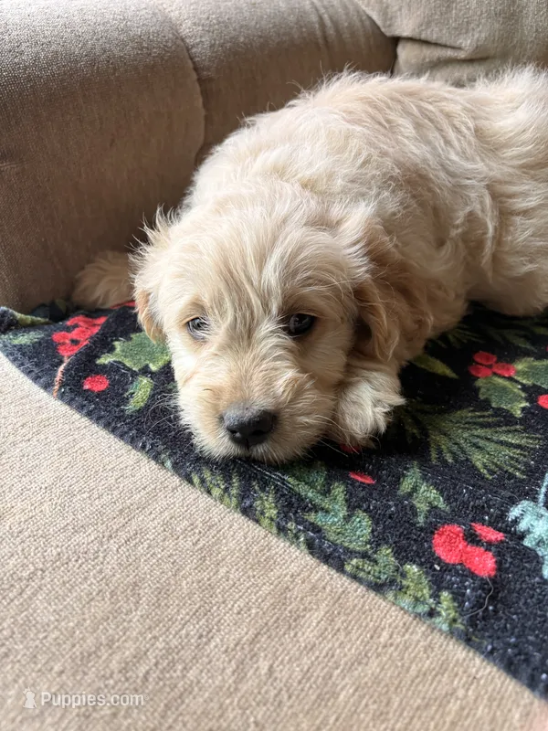 Puppy – Goldendoodle, Golden Retriever puppy for sale in Imlay City, MI