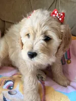 Lady, a female Goldendoodle and Golden Retriever for sale in Imlay City, MI – 2 of 6