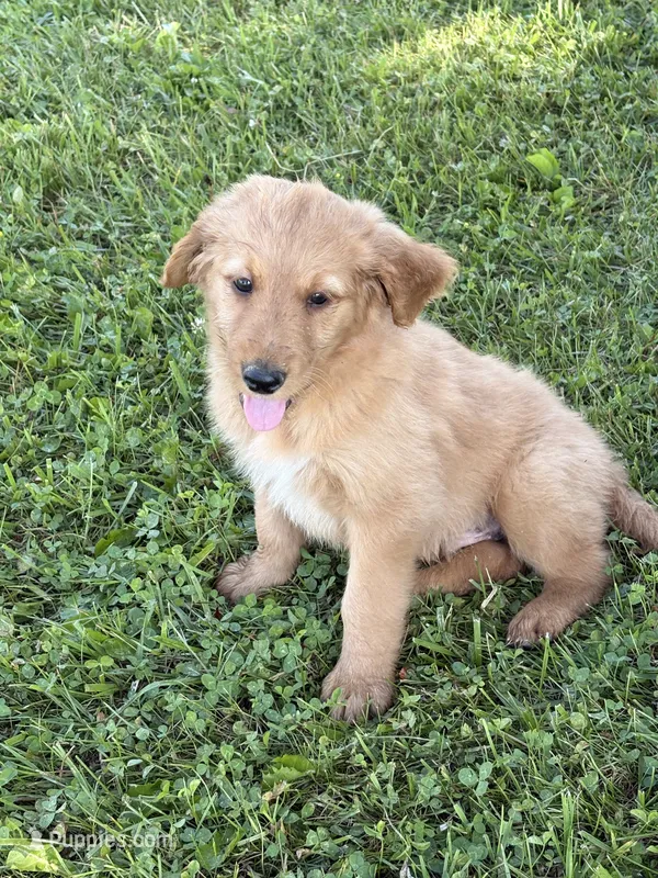 Marc – Goldendoodle puppy for sale in Imlay City, MI