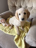Goldie, a female Golden Retriever and Miniature Goldendoodle for sale in Imlay City, MI – 1 of 3