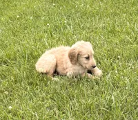 Dani, a male Goldendoodle for sale in Imlay City, MI – 4 of 5