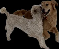 Moon, a female Goldendoodle for sale in Imlay City, MI – Photo 2 of 2