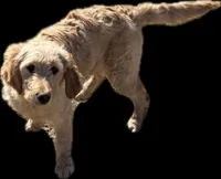 Moon, a female Goldendoodle for sale in Imlay City, MI – Photo 1 of 2