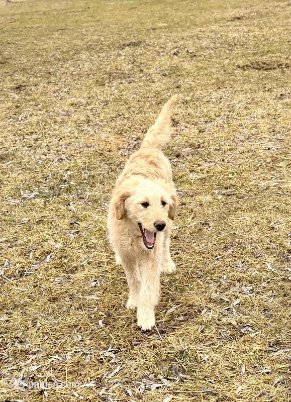 Moon – Goldendoodle puppy for sale in Imlay City, MI