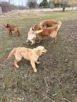 River , a female Golden Retriever for sale in Imlay City, MI – Photo 2 of 2