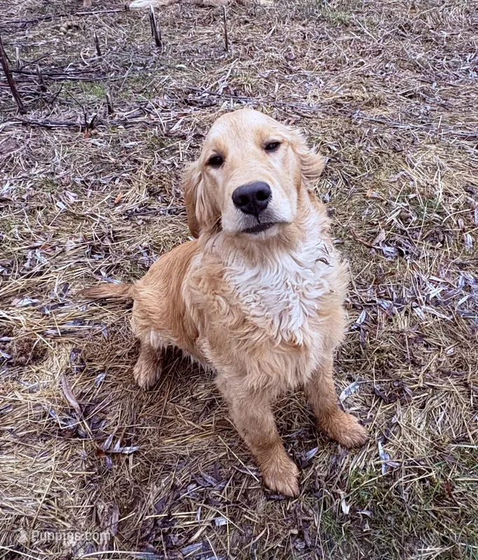 River , a female Golden Retriever for sale in Imlay City, MI – Photo 1 of 2