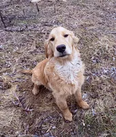 River , a female Golden Retriever for sale in Imlay City, MI – Photo 1 of 2