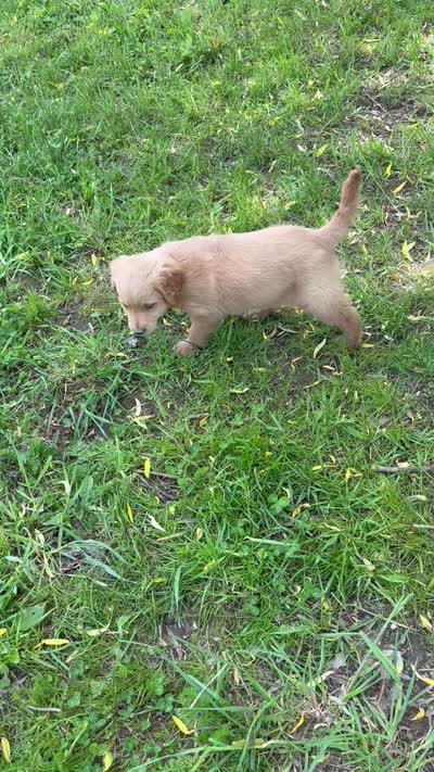 Puppy, a female Goldendoodle and Golden Retriever for sale in Imlay City, MI – 2 of 2