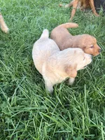Bongo, a male Golden Retriever for sale in Imlay City, MI – 3 of 4